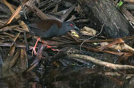 Spotless Crake