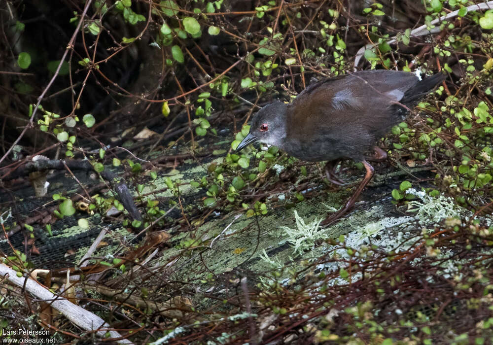 Marouette fuligineuseadulte, habitat, Comportement