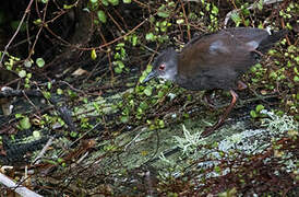 Spotless Crake