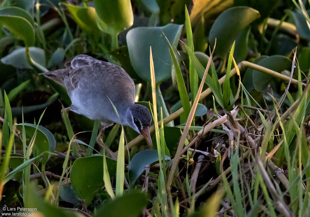 White-browed Crake