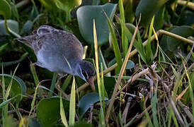 White-browed Crake