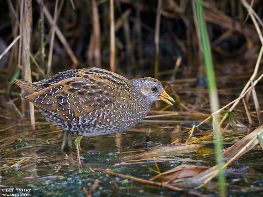 Spotted Crake