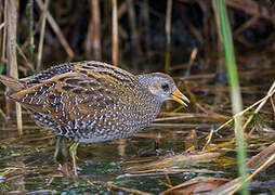 Spotted Crake