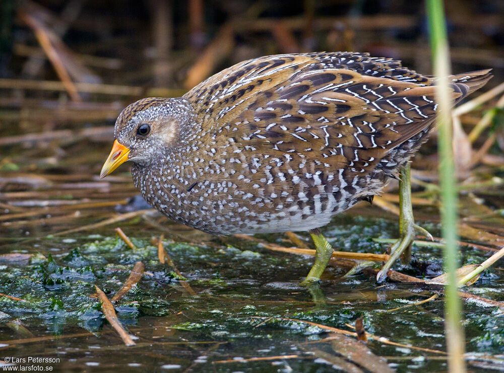 Spotted Crake