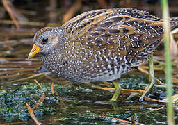 Spotted Crake