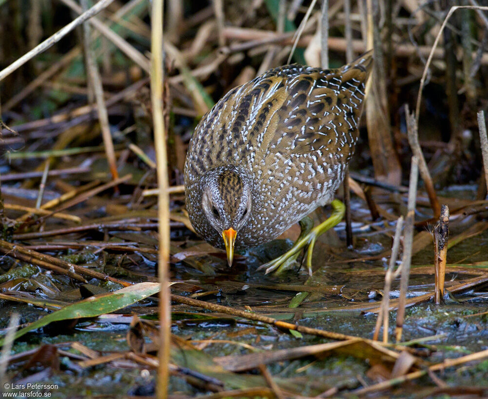 Spotted Crake