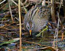 Spotted Crake