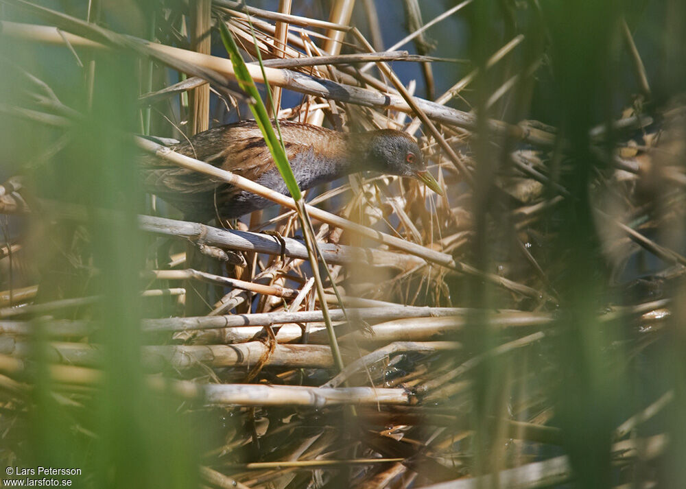 Little Crake