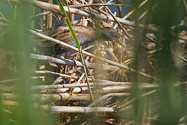 Little Crake