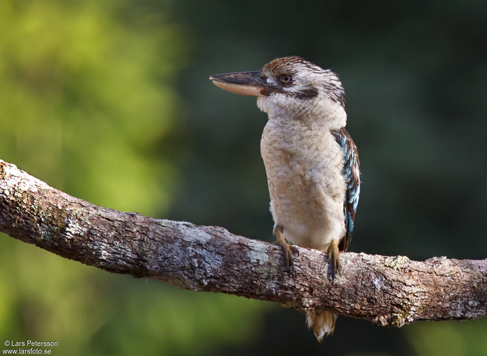 Blue-winged Kookaburra