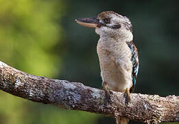 Blue-winged Kookaburra