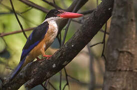 Black-capped Kingfisher