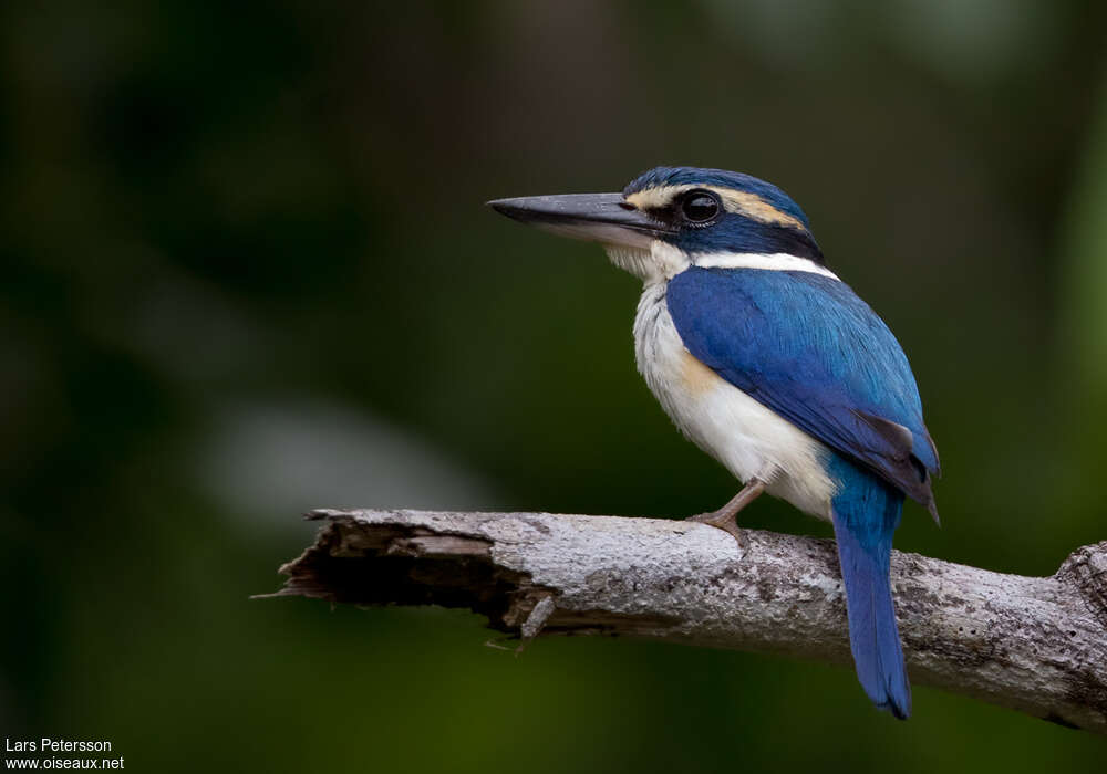 Collared Kingfisheradult, identification