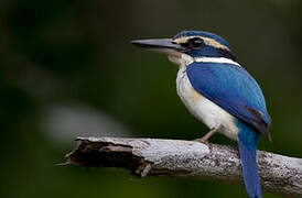 Collared Kingfisher