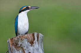 Collared Kingfisher