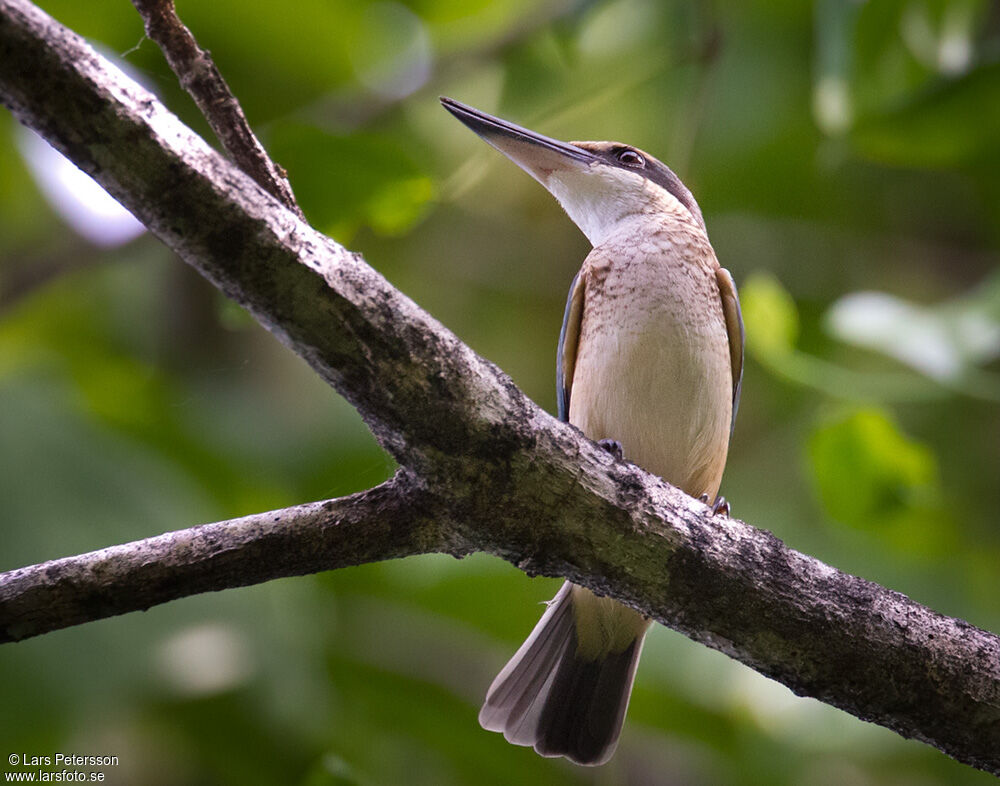 Collared Kingfisher