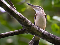 Collared Kingfisher