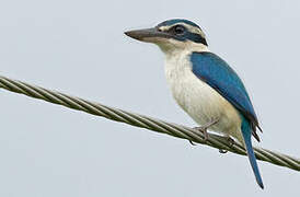 Collared Kingfisher