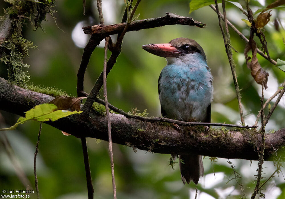 Blue-breasted Kingfisher