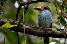 Blue-breasted Kingfisher