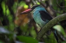 Blue-breasted Kingfisher