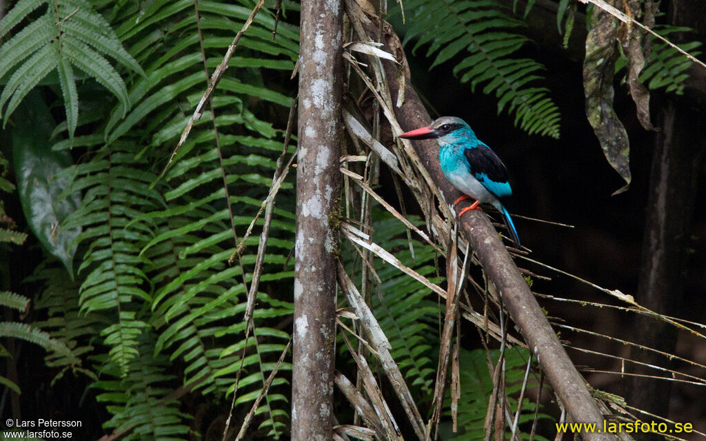 Martin-chasseur à poitrine bleue