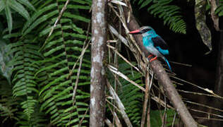 Blue-breasted Kingfisher