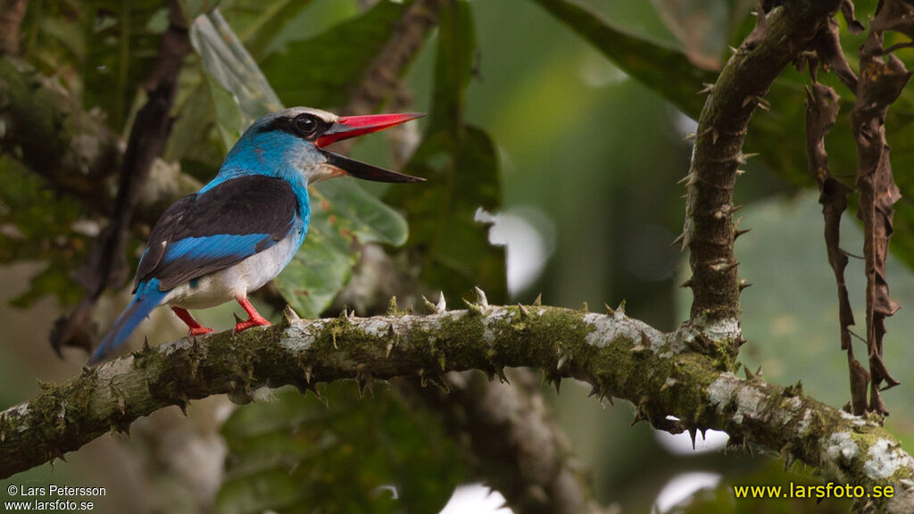 Blue-breasted Kingfisher