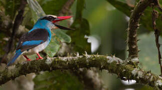 Blue-breasted Kingfisher