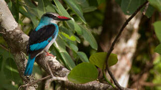 Blue-breasted Kingfisher