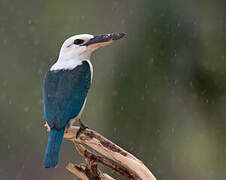 Beach Kingfisher