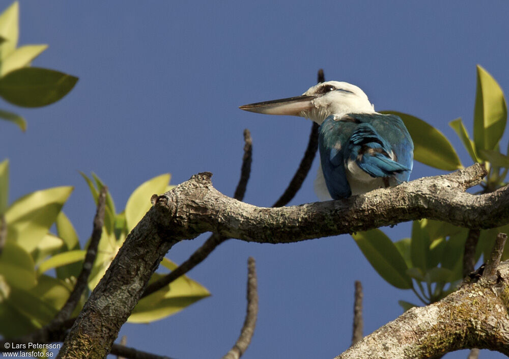 Beach Kingfisher