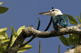 Beach Kingfisher