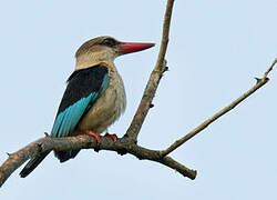 Brown-hooded Kingfisher