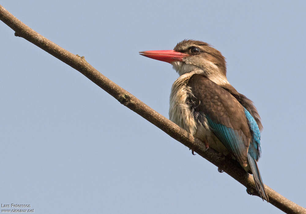 Brown-hooded Kingfisher female adult, identification