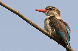 Brown-hooded Kingfisher