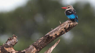 Grey-headed Kingfisher