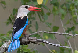 Grey-headed Kingfisher