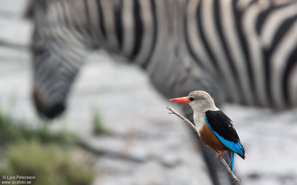 Grey-headed Kingfisher