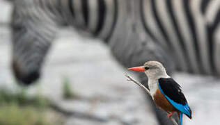 Grey-headed Kingfisher