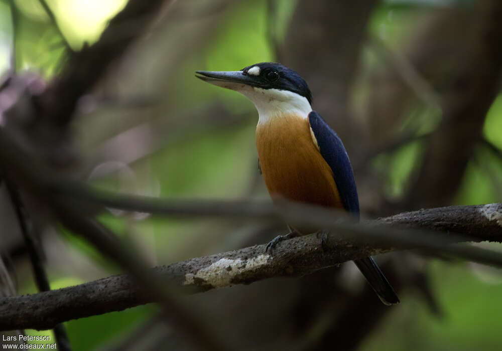 Vanuatu Kingfisheradult, identification