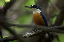 Vanuatu Kingfisher