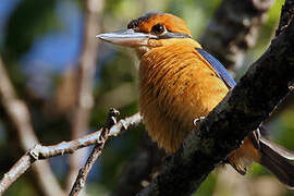 Cinnamon-banded Kingfisher