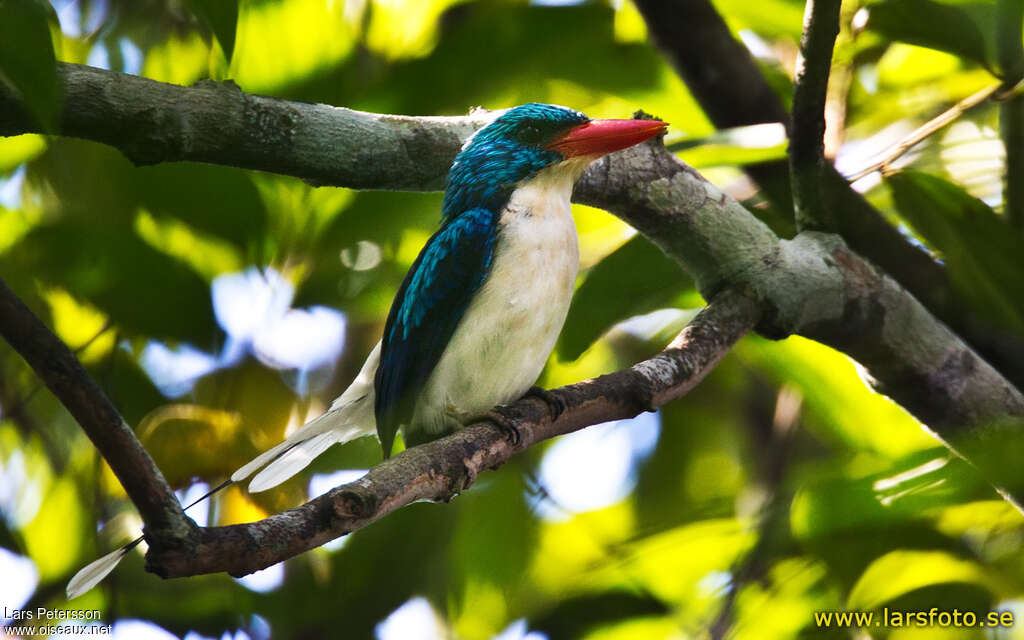 Biak Paradise Kingfisheradult, identification