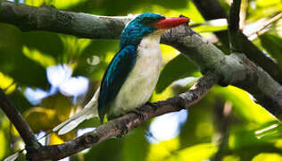 Biak Paradise Kingfisher