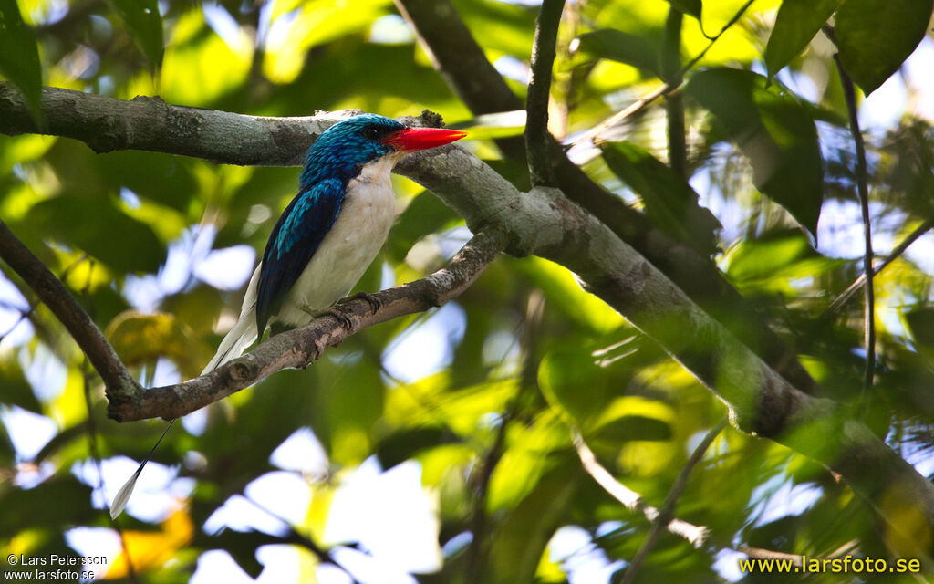 Biak Paradise Kingfisher