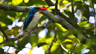 Biak Paradise Kingfisher