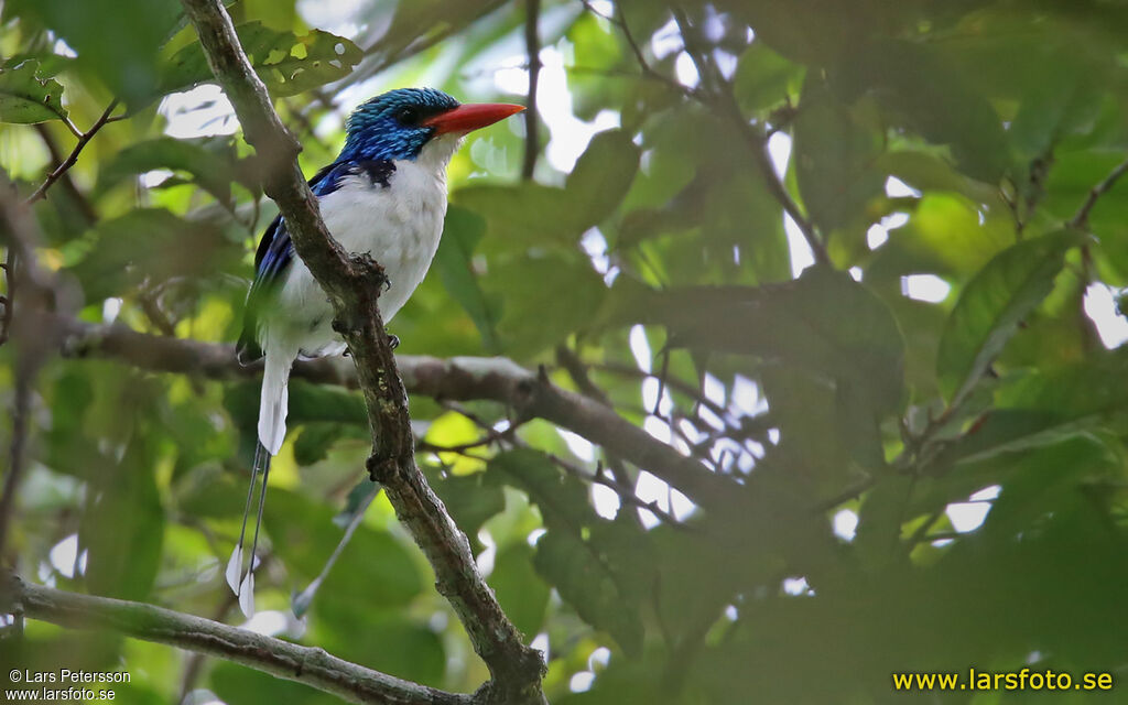 Biak Paradise Kingfisher