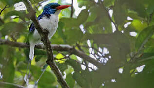 Biak Paradise Kingfisher