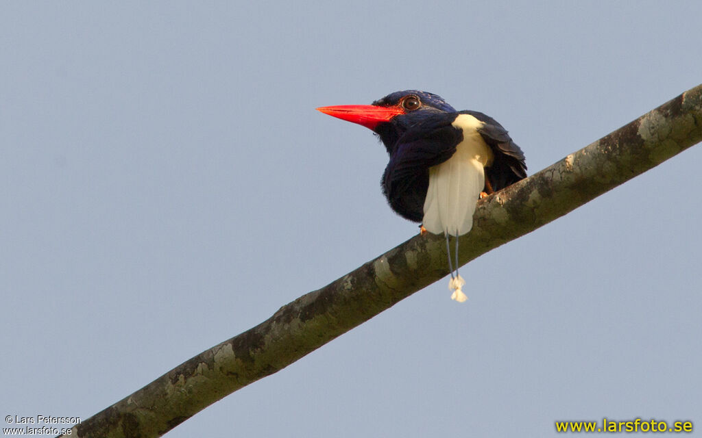 Numfor Paradise Kingfisher